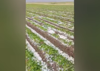 Таластын Шекер айылында катуу жааган мөндүр талаадагы төө буурчакты талкалап кетти (видео)