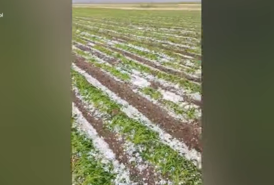 Таластын Шекер айылында катуу жааган мөндүр талаадагы төө буурчакты талкалап кетти (видео)