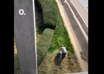 Казакстанда куурап калган чөптү жашыл түскө боёп жатышат (видео)