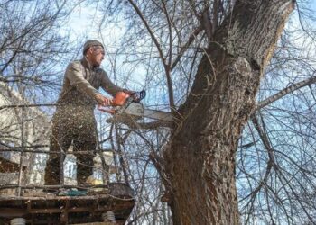 Эмне үчүн Бишкекте бак-дарактар кыйылууда? Видео