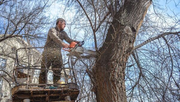 Эмне үчүн Бишкекте бак-дарактар кыйылууда? Видео