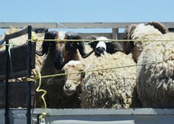 Ири мүйүздүү мал, жылкы, кой жана эчкини Кыргызстандан алып чыгууга тыюу салынды