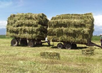 Ат-Башыда бир түк чөп 150-200 сомго бааланууда