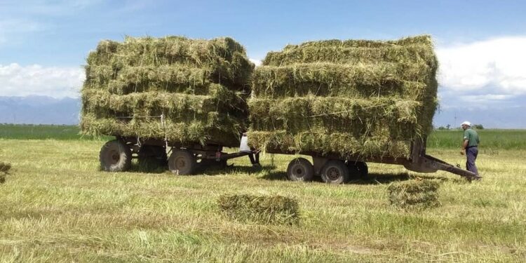 Ат-Башыда бир түк чөп 150-200 сомго бааланууда