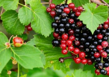 5-августка карата өлкөдө күтүлгөн аба ырайы