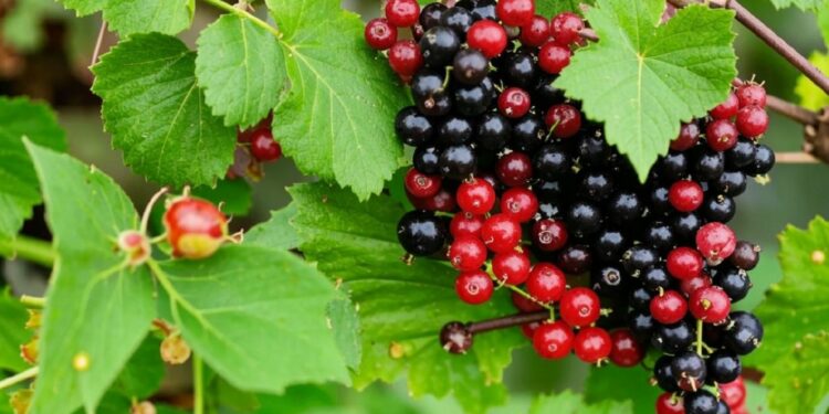 5-августка карата өлкөдө күтүлгөн аба ырайы