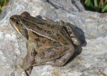 Кызыл китепке кирген кызыл колтук бакасын мыйзамсыз сатууга каршы рейд өткөрүлдү