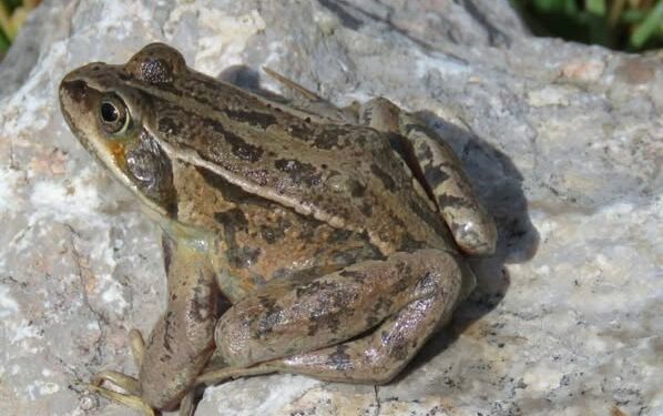 Кызыл китепке кирген кызыл колтук бакасын мыйзамсыз сатууга каршы рейд өткөрүлдү