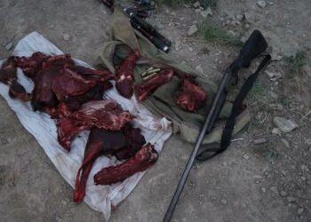 Нарында мыйзамсыз тоо кийик аткандар кармалды