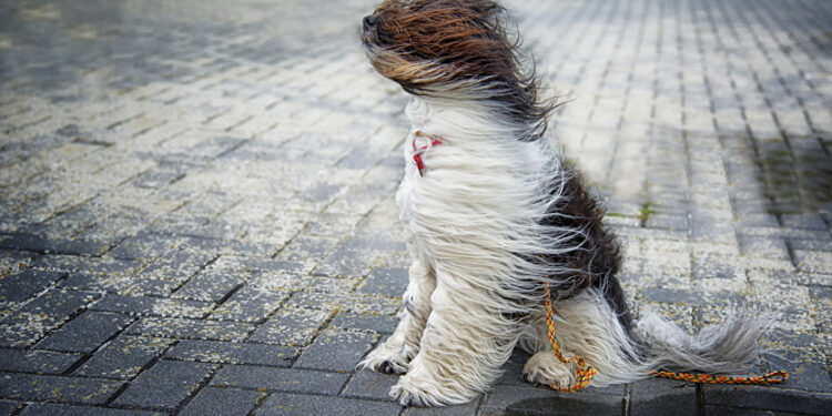 Бишкек жана Чүйдө катуу шамал болушу күтүлүп жатат