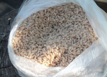 Ак-Турпак күрүчү таңгакталып, экспортко чыгарылат