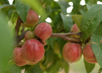 22-августка карата өлкөдө күтүлгөн аба ырайы