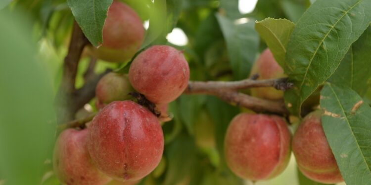 22-августка карата өлкөдө күтүлгөн аба ырайы