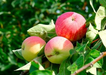 27-августка карата өлкөдө күтүлгөн аба ырайы