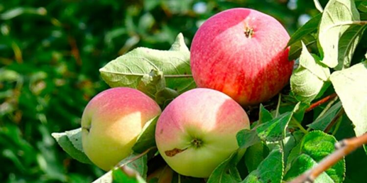 27-августка карата өлкөдө күтүлгөн аба ырайы