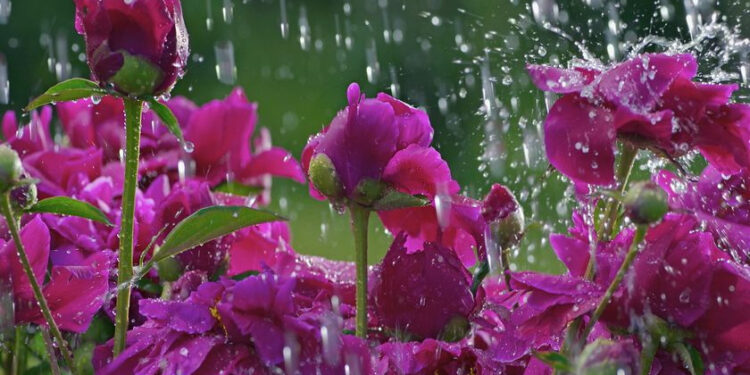 18-августка карата өлкөдө күтүлгөн аба ырайы