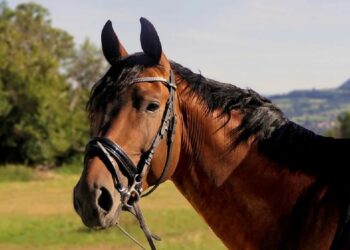 Аттан кулап, жайлоодо калып калган жаранды куткарышты