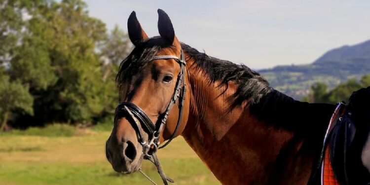Аттан кулап, жайлоодо калып калган жаранды куткарышты