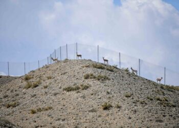 Тоңдо 30 жейрен жаратылышка коё берилди