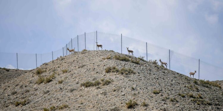 Тоңдо 30 жейрен жаратылышка коё берилди
