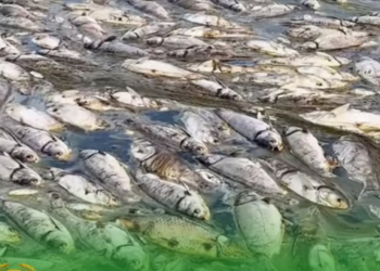 «30 тонна балык кырылды» деген видео боюнча министрлик маалымат берди