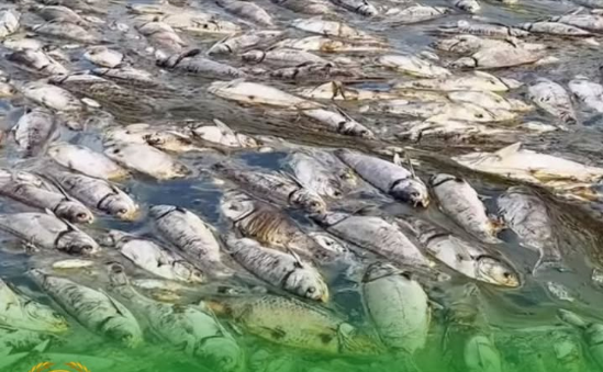 «30 тонна балык кырылды» деген видео боюнча министрлик маалымат берди