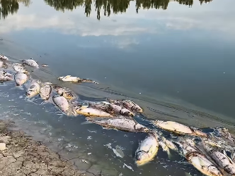«30 тонна балык кырылды». Ысык-Атадагы видео тарады