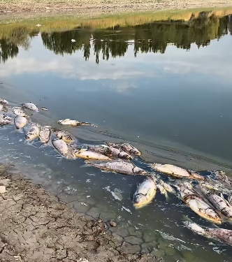 «30 тонна балык кырылды». Ысык-Атадагы видео тарады