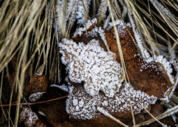 Өлкөнүн айрым аймактарында үшүк жүрөт