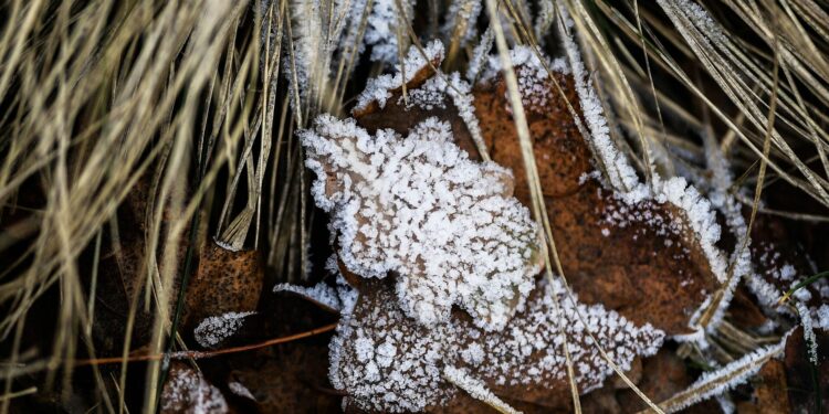 Өлкөнүн айрым аймактарында үшүк жүрөт