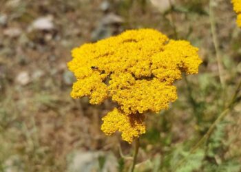 11-сентябрга карата өлкөдө күтүлгөн аба ырайы