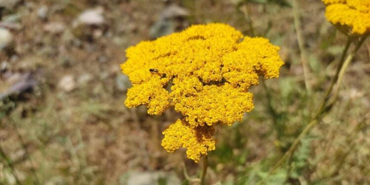 11-сентябрга карата өлкөдө күтүлгөн аба ырайы