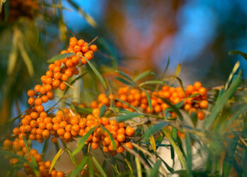 29-сентябрга карата өлкөдө күтүлгөн аба ырайы