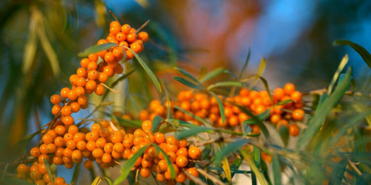 29-сентябрга карата өлкөдө күтүлгөн аба ырайы