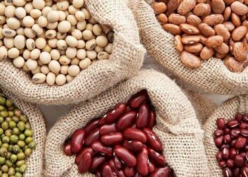 Таласта дыйкандар төө буурчактын «томат» сортун 100-105 сомдон сатып жатышат