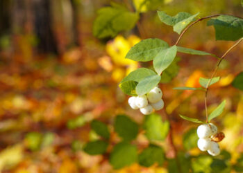 25-сентябрга карата өлкөдө күтүлгөн аба ырайы