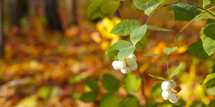 25-сентябрга карата өлкөдө күтүлгөн аба ырайы