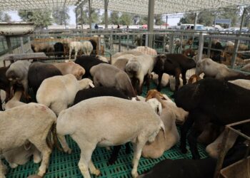 Бишкекте “Алтын-Казык” атындагы жаңы мал базар ишке кирди