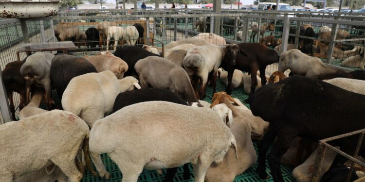 Бишкекте “Алтын-Казык” атындагы жаңы мал базар ишке кирди