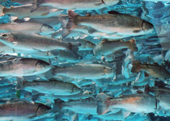 Ысык-Көлдөгү сулуулукка суучулдар күбө болушту