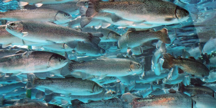 Ысык-Көлдөгү сулуулукка суучулдар күбө болушту