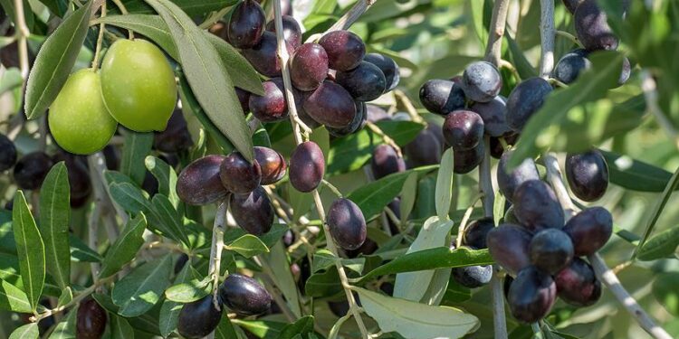 10-сентябрга карата өлкөдө күтүлгөн аба ырайы