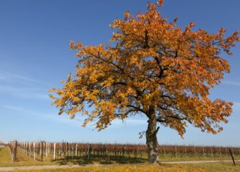 5-сентябрга карата өлкөдө күтүлгөн аба ырайы