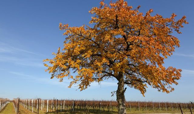 5-сентябрга карата өлкөдө күтүлгөн аба ырайы