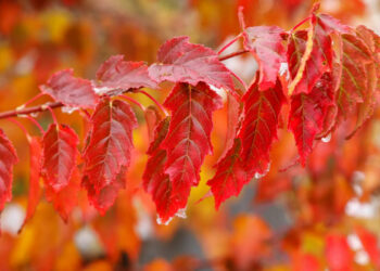 6-сентябрга карата өлкөдө күтүлгөн аба ырайы