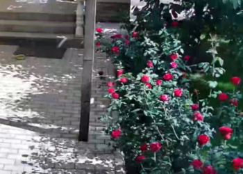 Бишкекте жер титиреген учурдун видеосу