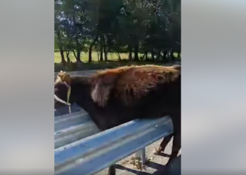 Ысык-Көлдө торпок жолдогу темир тосмонун ортосуна кирип, чыга албай калган