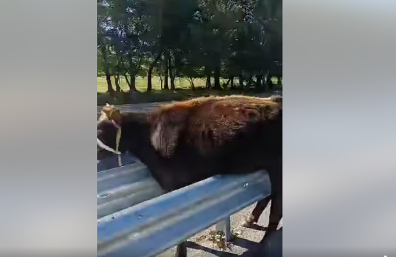 Ысык-Көлдө торпок жолдогу темир тосмонун ортосуна кирип, чыга албай калган