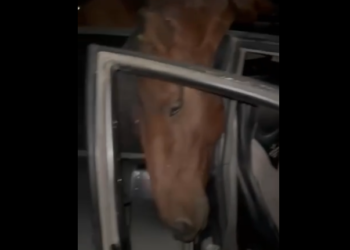 «Оттук-Балыкчы жолунда унаа үйүр жылкыны сүзүп, 4 жылкы өлдү» деген видео тарады