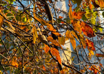 16-октябрга карата өлкөдө күтүлгөн аба ырайы